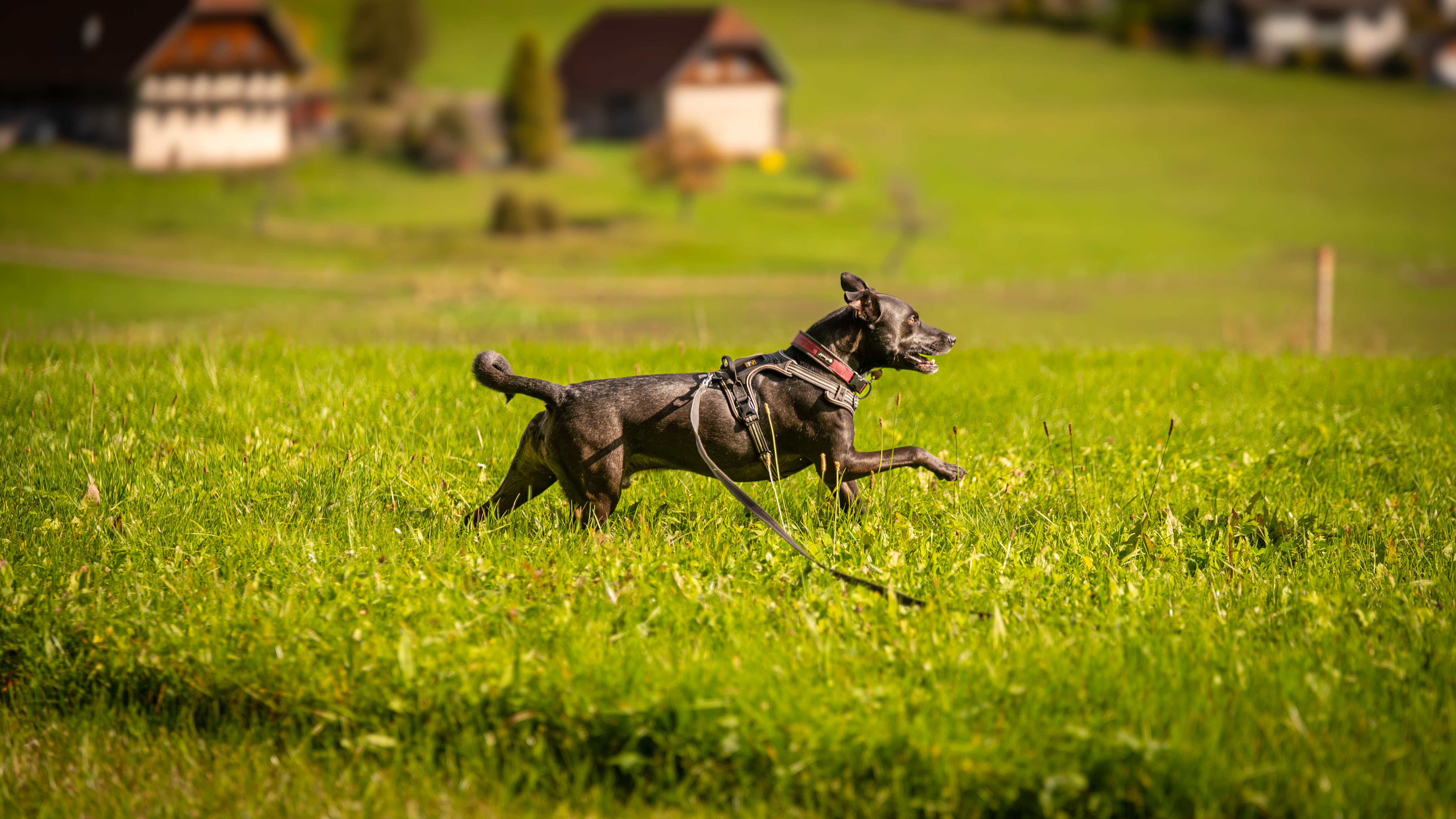 Hundefotografie