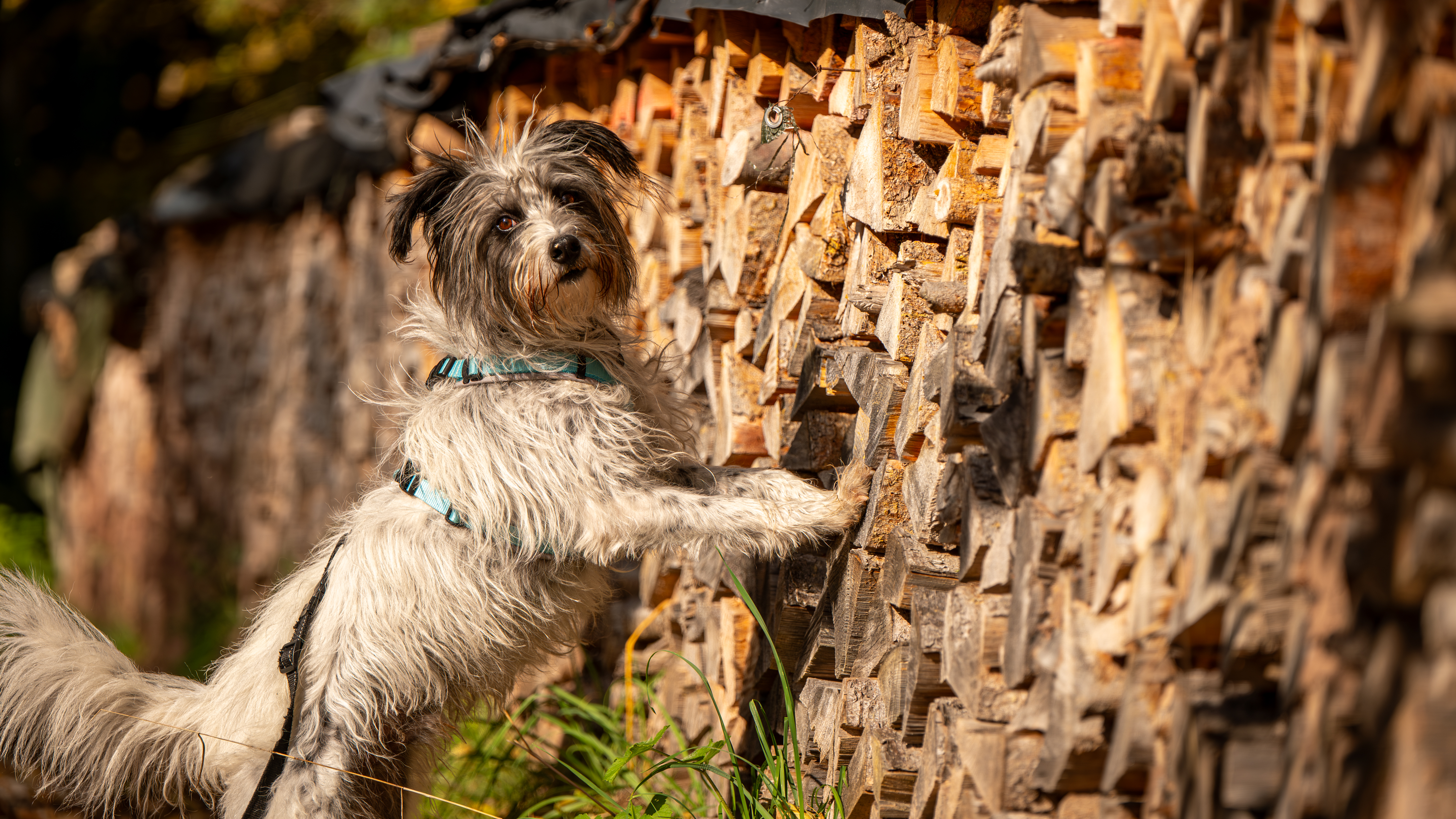 Hundefotografie
