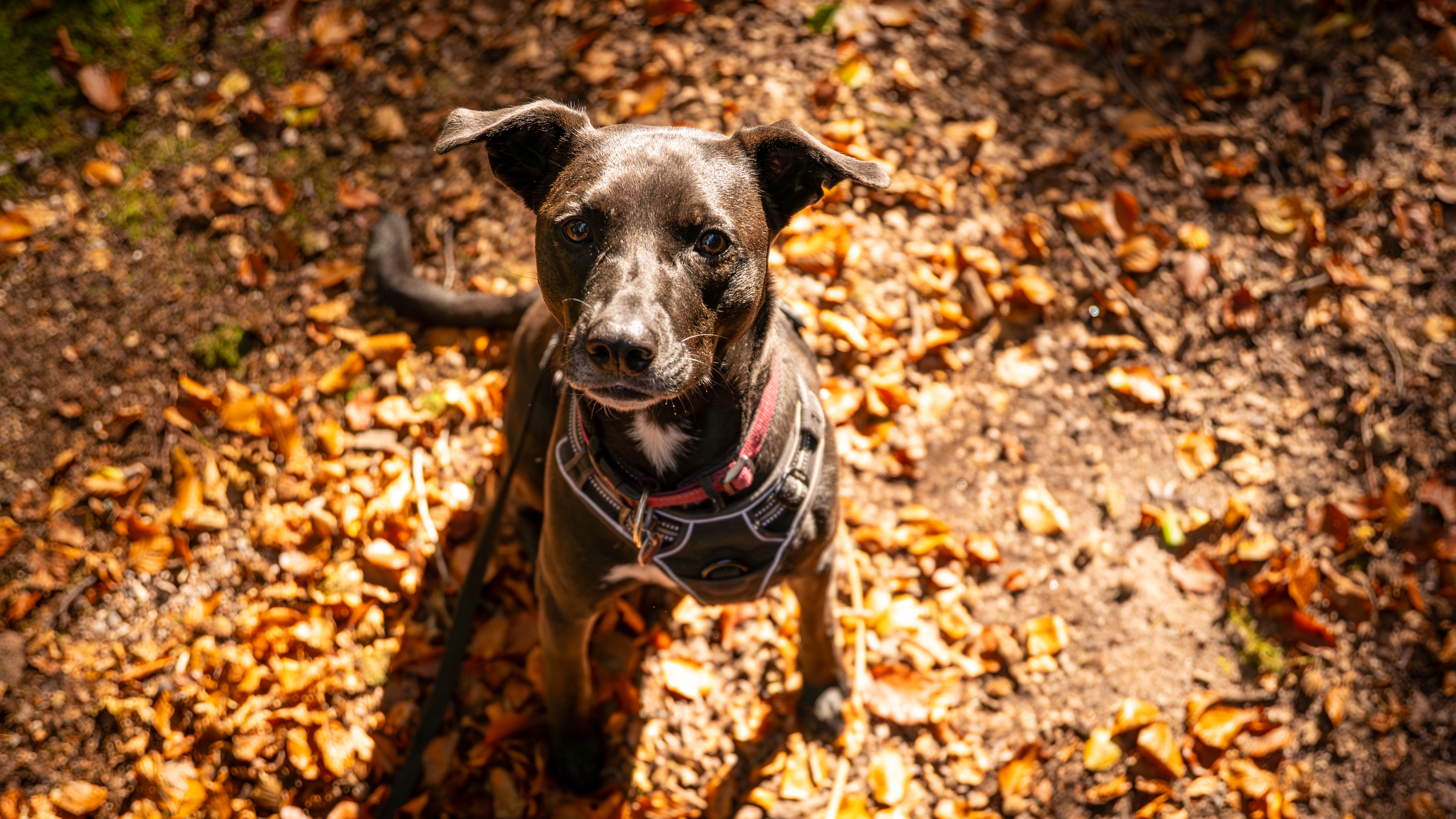 Hundefotografie
