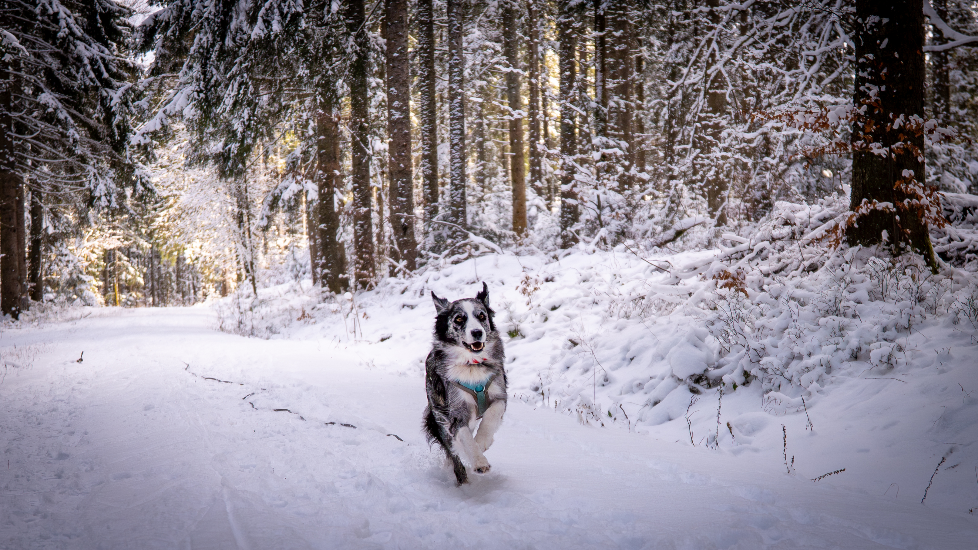 Hundefotografie