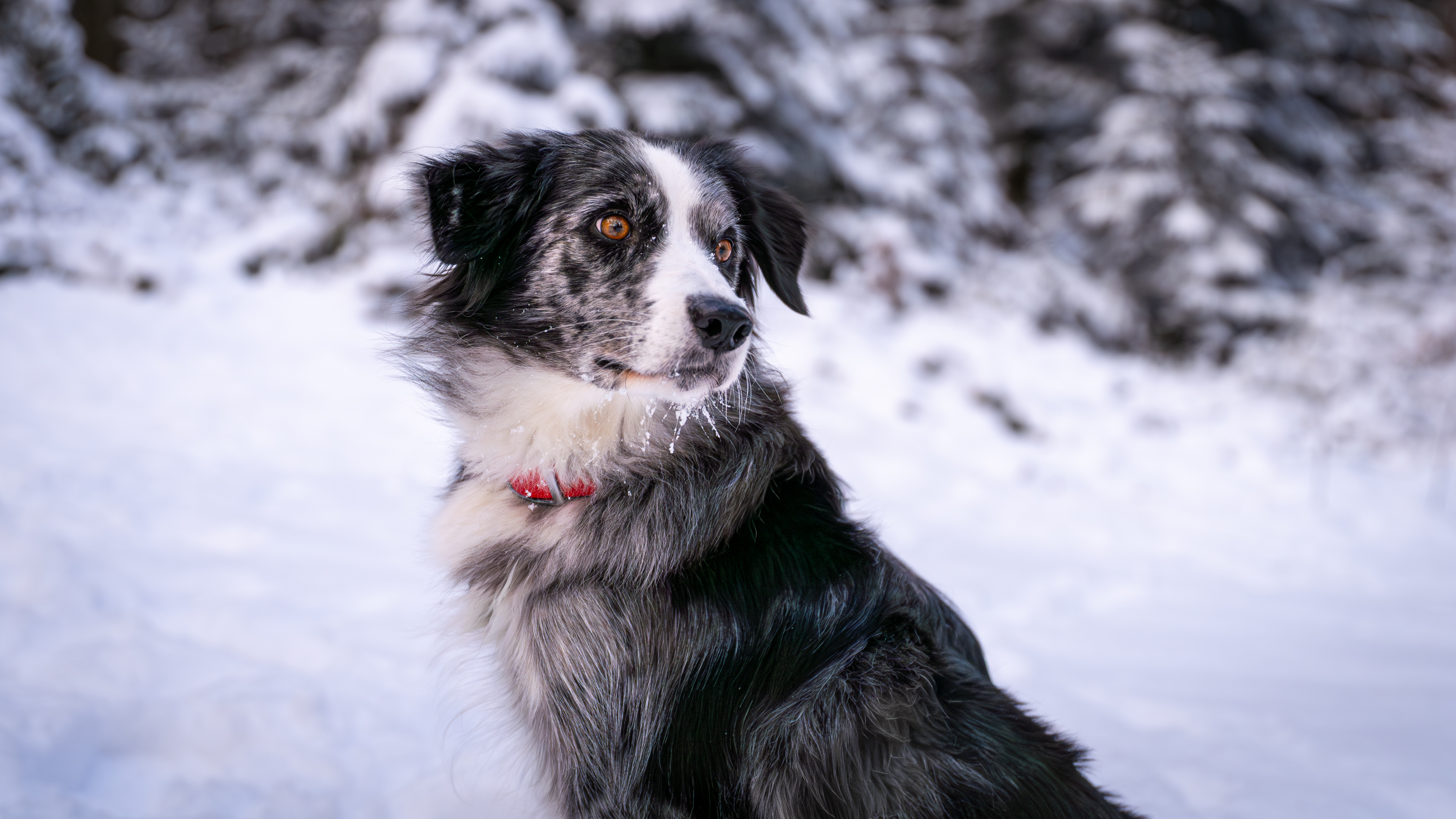 Hundefotografie
