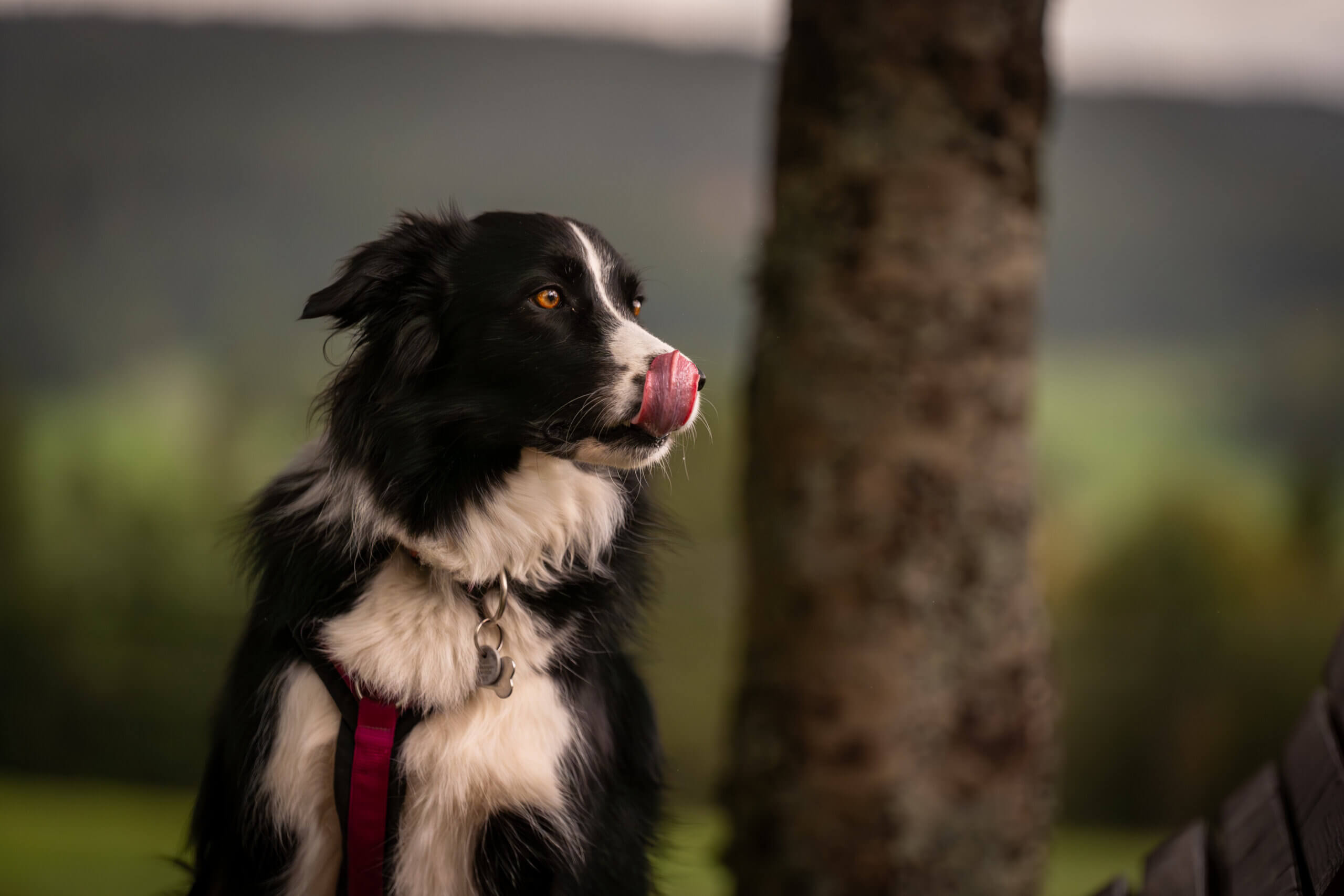 Hundefotografie von Ben@Media