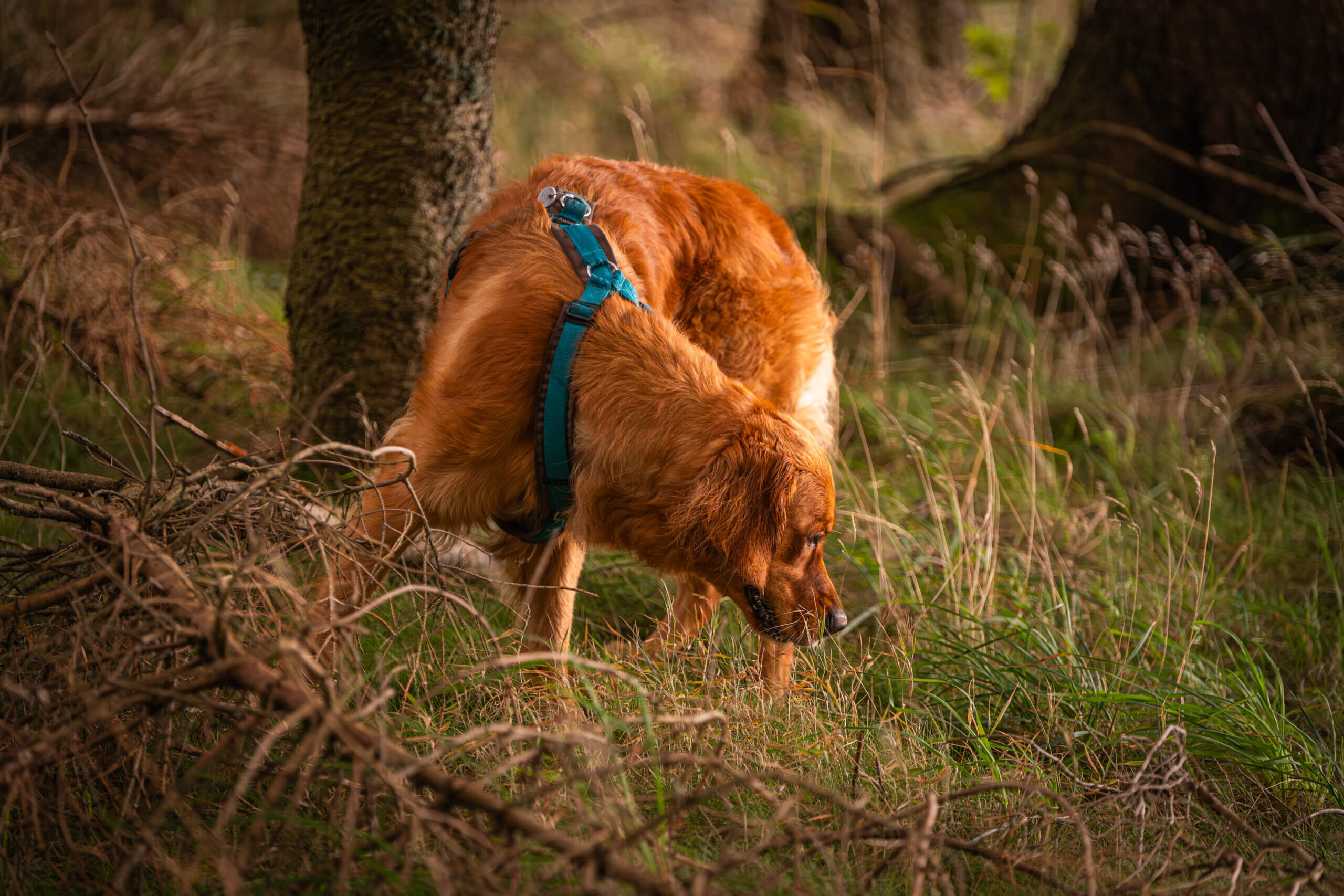 Hundefotografie
