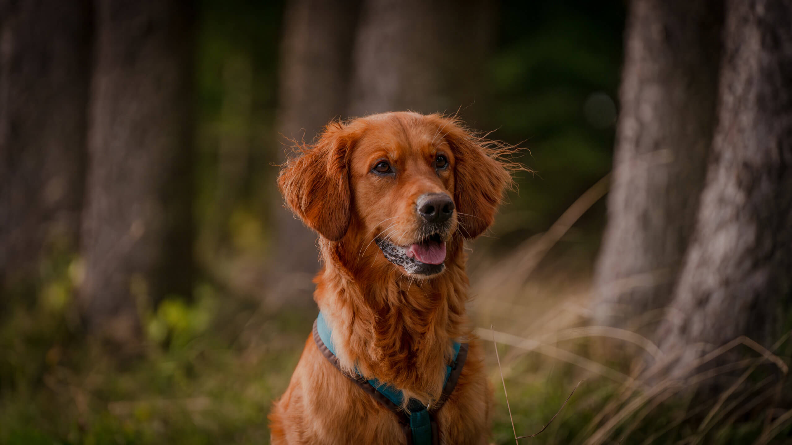 Hundefotografie
