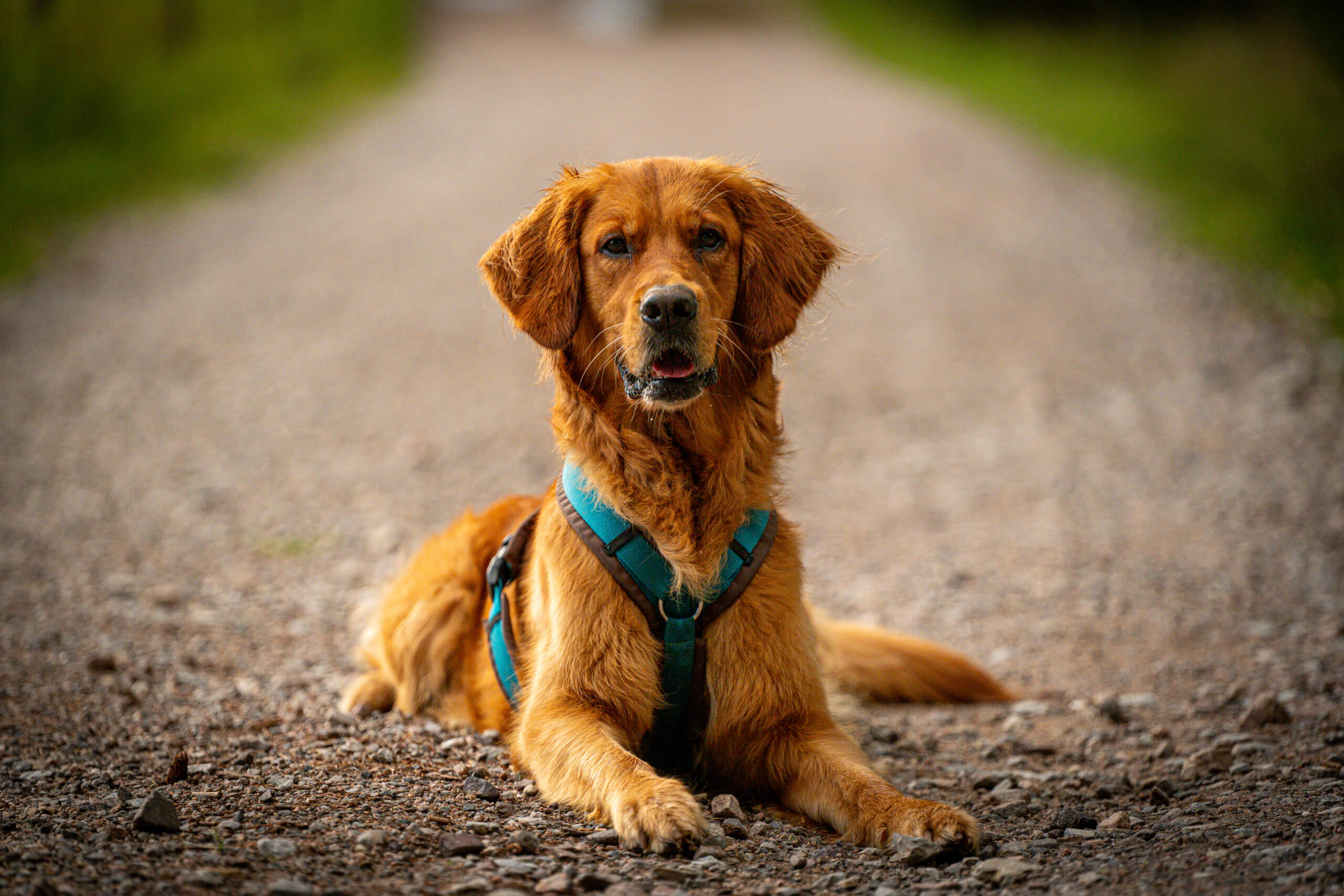 Hundefotografie